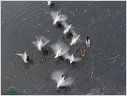 Black-headed Gull / Racek chechtavy - rapid motion
