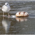 Caspian Gull / Racek belohlavy