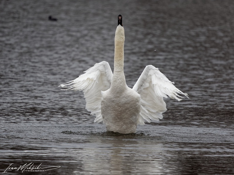 Mute Swan / Labut velka