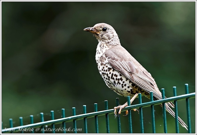 Drozd zpevny / Song Thrush
