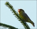 Zvonek zeleny / Greenfinch