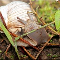 Hlemýžd zahradní / Roman Snail