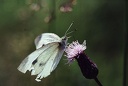 B&#283;l?sek zeln? / Large White Butterfly