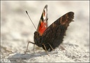 Babo&#269;ka pav? oko / Peacock Butterfly