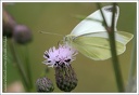 B&#283;l?sek &#345;epov? - European Cabbage Butterfly