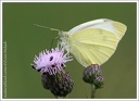 B&#283;l?sek &#345;epov? - European Cabbage Butterfly