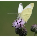 Běl?sek řepov? - European Cabbage Butterfly