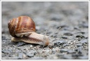 Hlemýžd zahradní / Roman Snail