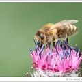 V&#269;ela medonosn? / Honey Bee