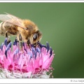 Včela medonosn? / Honey Bee