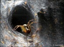 Arachnida - Pavoukovci