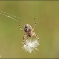 pavouk_8997.jpg
