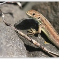 Je?t&#283;rka ?ivorod? / Viviparous Lizard or Common Lizard