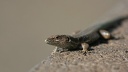 Je?t&#283;rka madeirsk? / Madeiran Wall Lizard