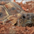 Zelva zelenava / Hermann's Tortoise