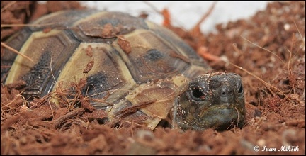 Zelva zelenava / Hermann's Tortoise