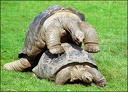 ?elva obrovsk? / Aldabra Giant Tortoise