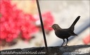Kos cerny / Blackbird (Canary Islands-Gran Canaria)
