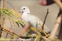 Hrdkicka zahradni / Collared Dove (Canary islands - Gran Canaria)