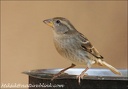 Vrabec domácí / House Sparrow (Canary islands - Gran Canaria)