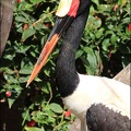 Cap sedlaty / Saddle-billed Stork
