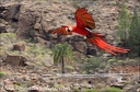 Ara zelenokridly / Green-winged Macaw