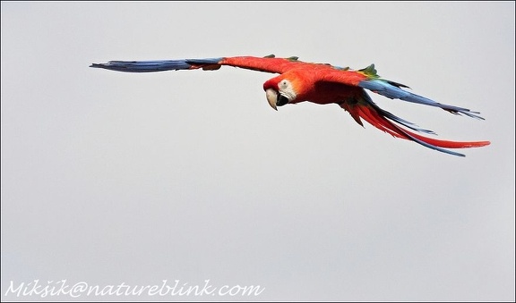 Ara zelenokridly / Green-winged Macaw
