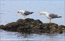 Racek stredomorsky / Atlantic Yellow-legged Gull