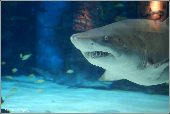 Žralok / Shark