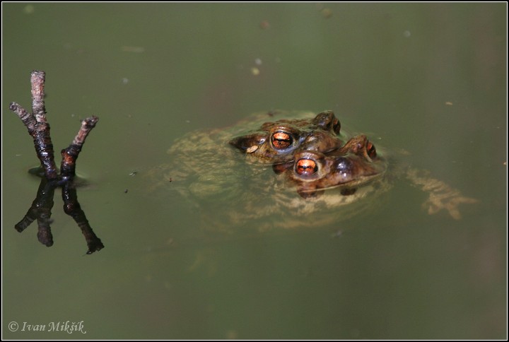 frog 5416