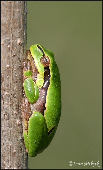 Rosni&#269;ka zelen? / European Treefrog, Common Tree Frog