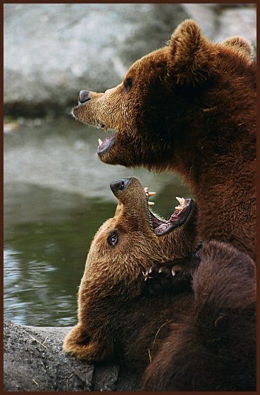 bears_battle2.jpg
