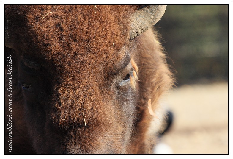 bison_6228.jpg