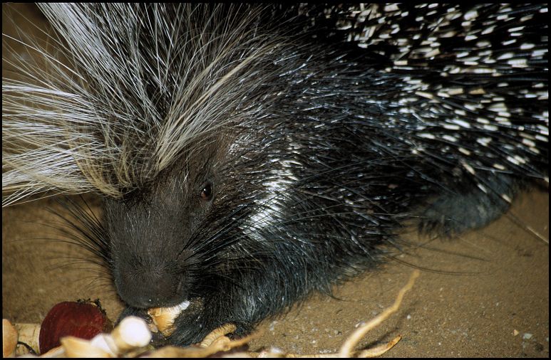 Dikobraz srstnatonos? / Indian Crested Porcupine