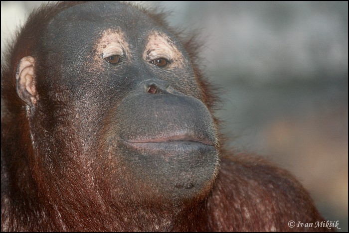 orangutan_0878.jpg