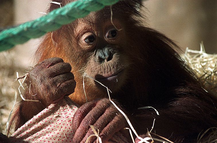 orangutan_ml2.jpg