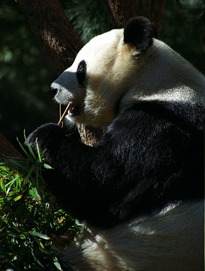 panda32a.jpg