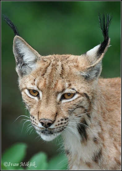 Rys ostrovid / European Lynx