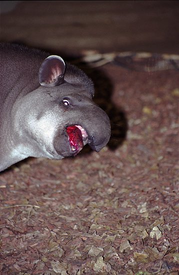 tapir230_34a.jpg