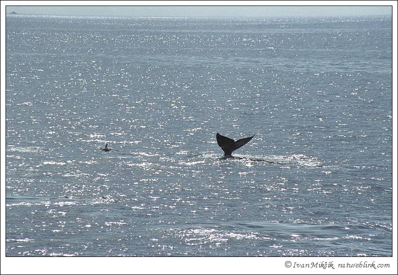 Plejtv?kovec ?ed? / California Grey Whale