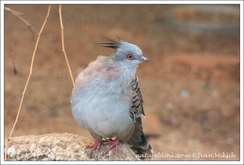 Holub chocholat? / Crested Pigeon