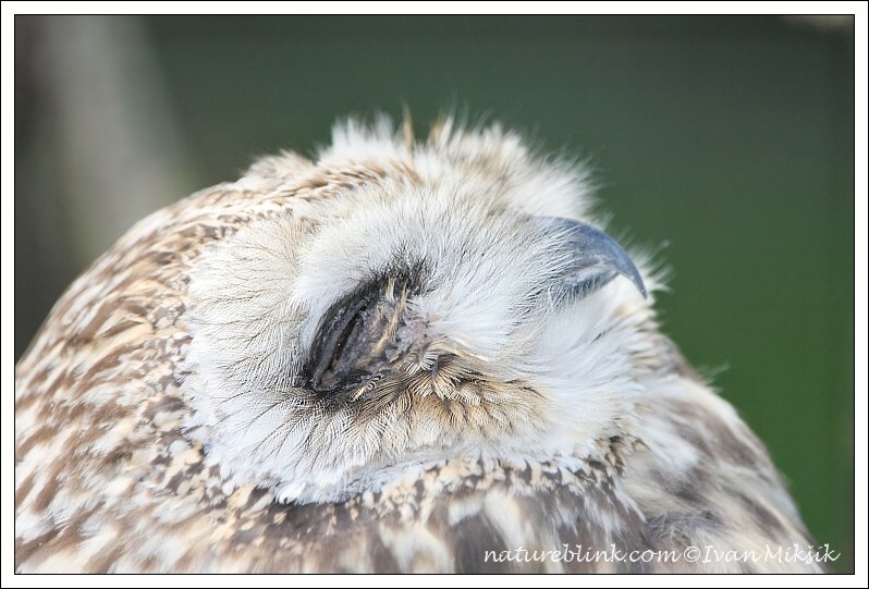 Kalous pustovka / Short-eared Owl