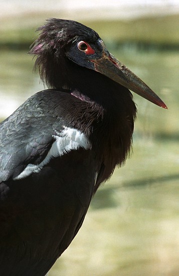 Cap simbil / Abdim's Stork
