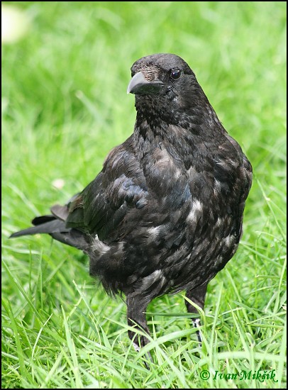 Vrána obecná cerná / Carrion Crow