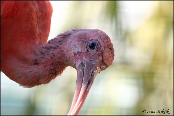 Ibis rudy / Scarlet ibis