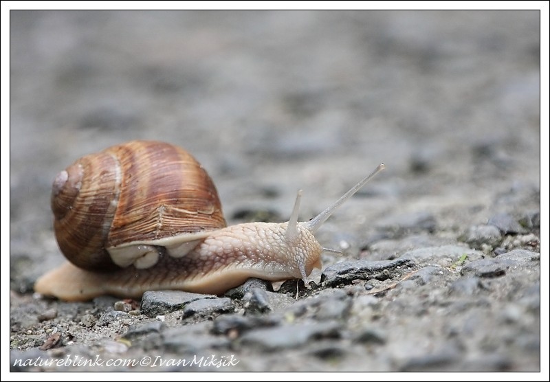 snail_3335.jpg