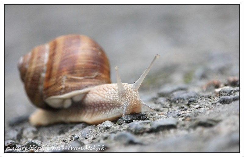 snail_3343.jpg