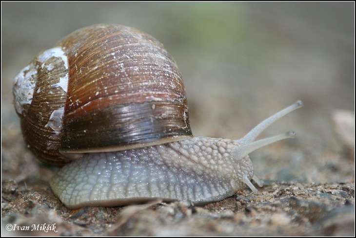 snail_7164.jpg