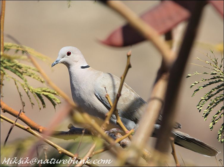 Hrdkicka zahradni / Collared Dove (Canary islands - Gran Canaria)