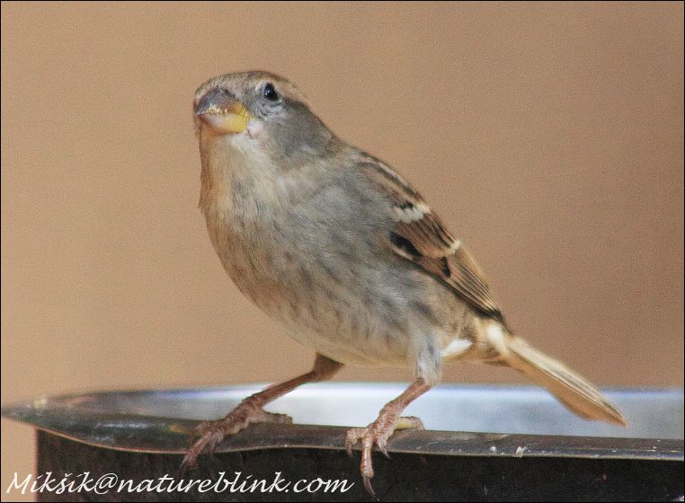 Vrabec domácí / House Sparrow (Canary islands - Gran Canaria)
